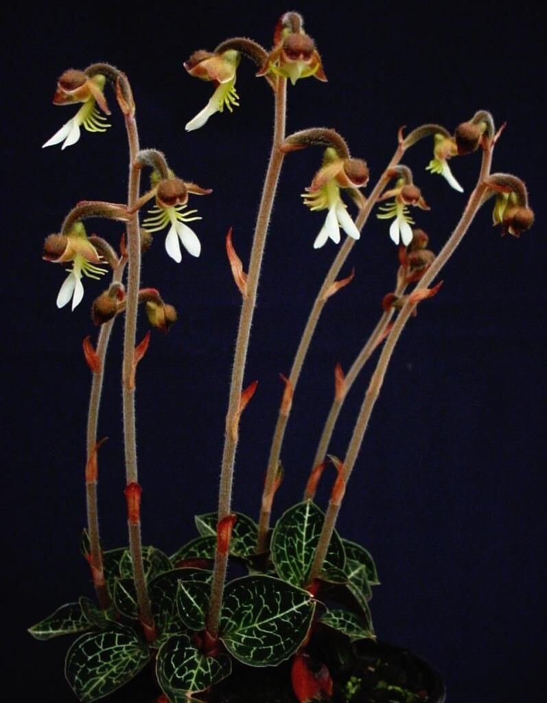 Anoectochilus Genus Flower