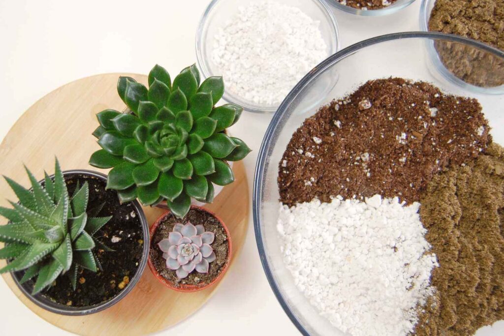 Substrate For Succulents