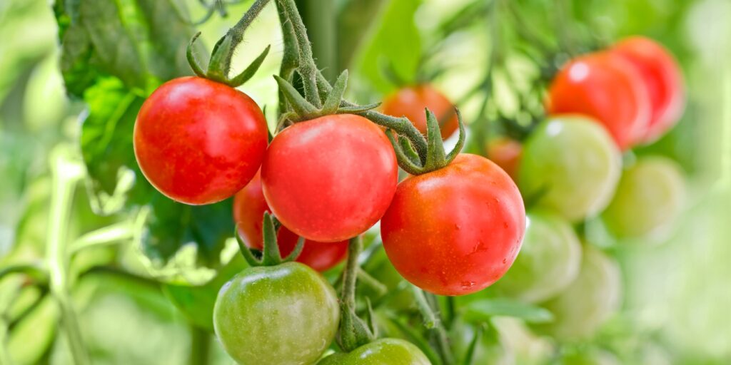 How To Grow Roma Tomato-Cherry Tomatoes