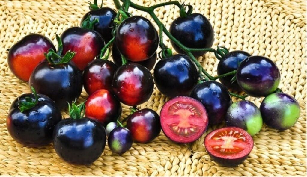 How To Grow Roma Tomato-Indigo Tomatoes