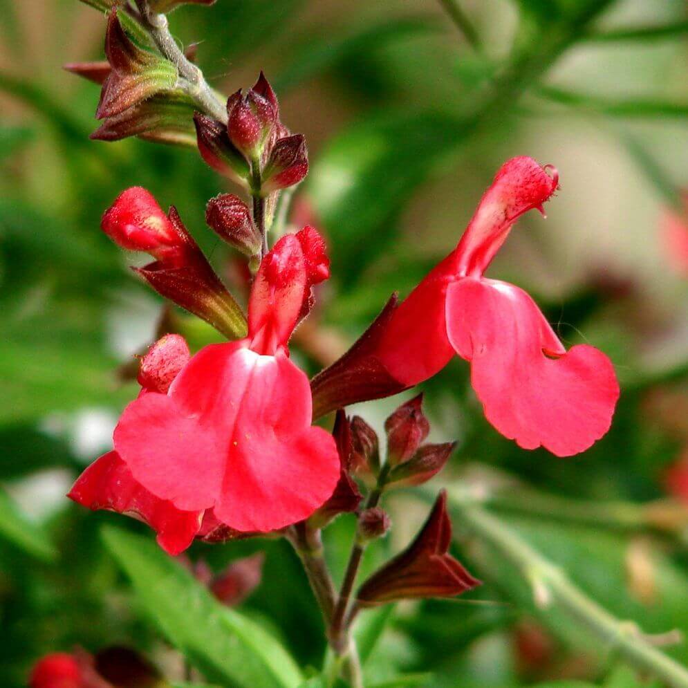 Salvia Greggii