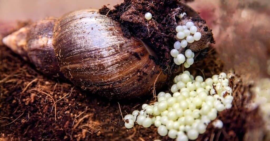 Snail Egg Appearance