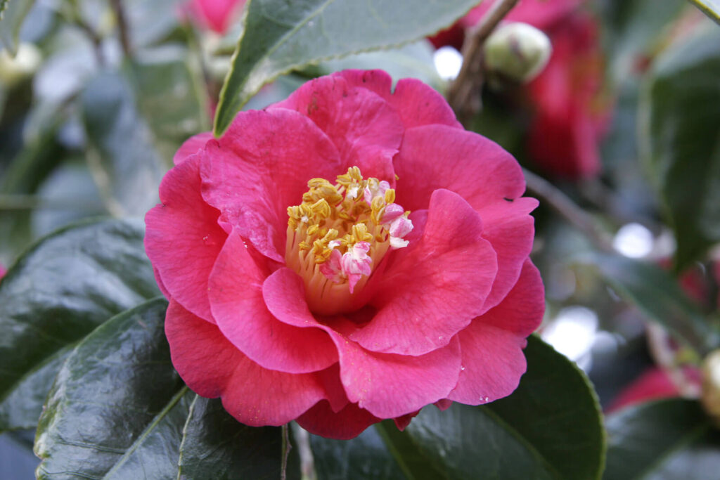 Camellia japonica_How to Grow Camellias