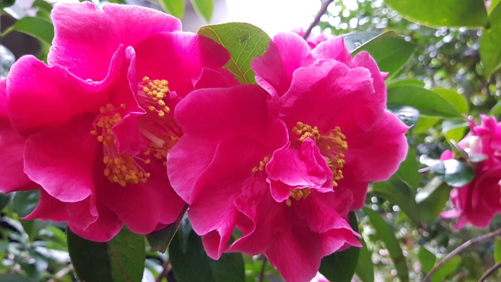 Camellia reticulata_How to Grow Camellias