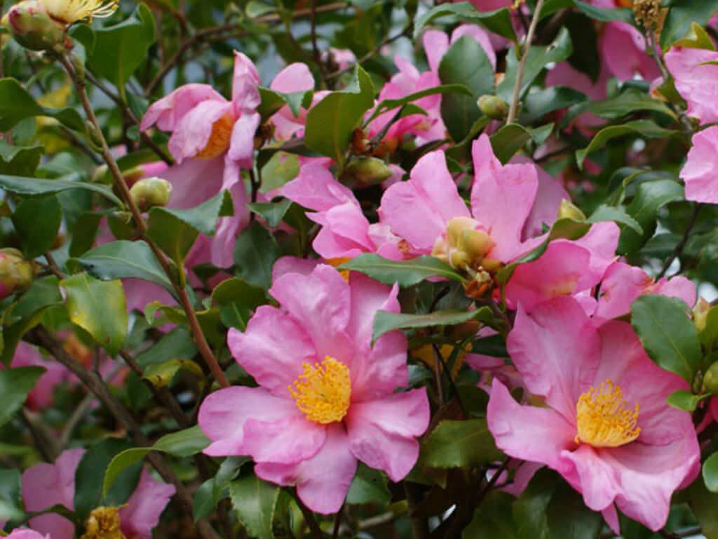 Camellia sasanqua_How to Grow Camellias