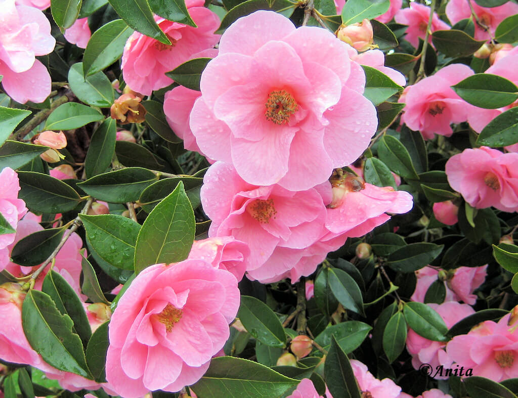 Debutante camellias