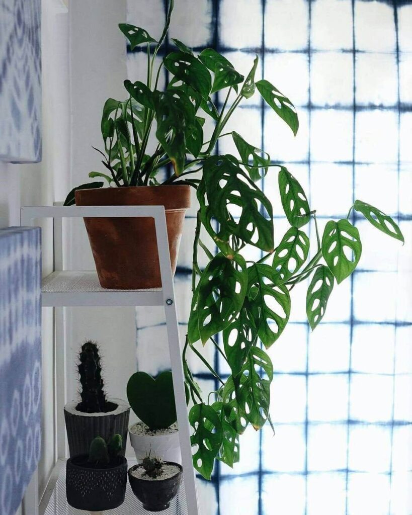 Monstera Obliqua_House Plants to Grow on a Windowsill
