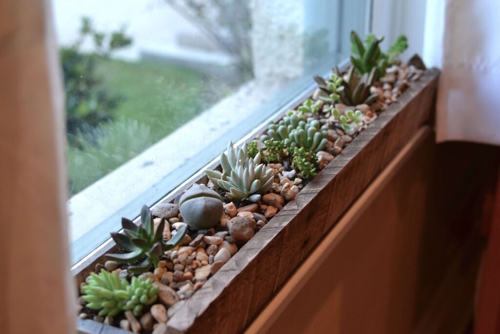 Succulents_House Plants to Grow on a Windowsill