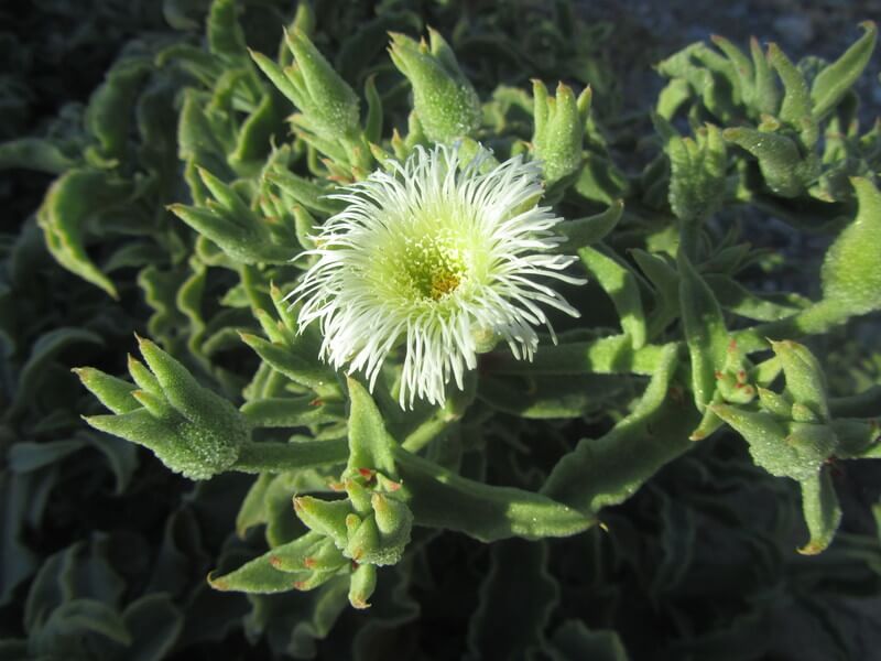 Mesembryanthemum Guerichianum
