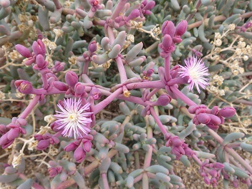 Mesembryanthemum Tetragonum