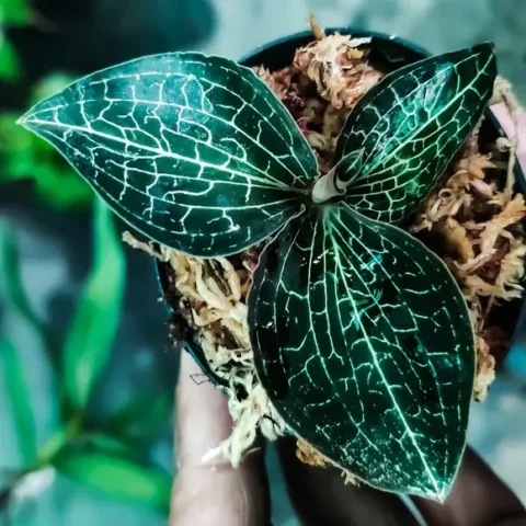 How To Grow Jewel Orchid