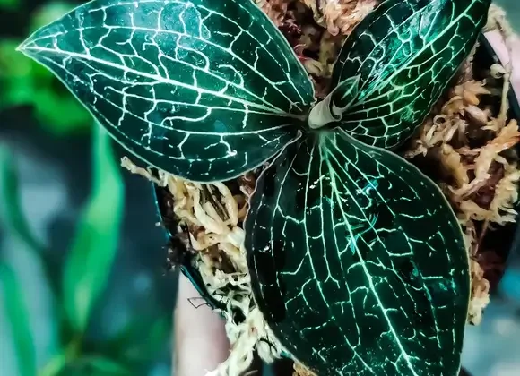 How To Grow Jewel Orchid