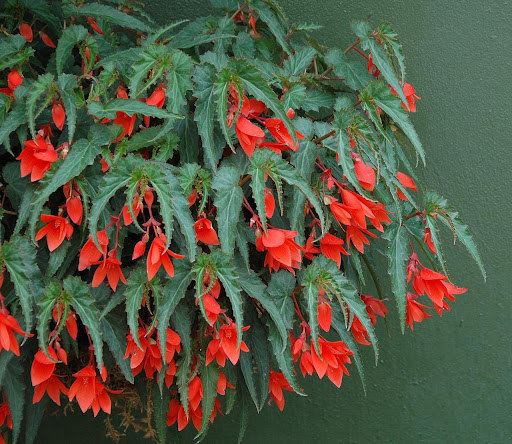 Begonia boliviensis_How To Grow Begonia Maculata 