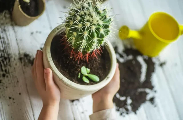 Comprehensive Guide To Cactus Soil