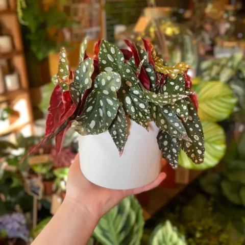 How To Grow Begonia Maculata
