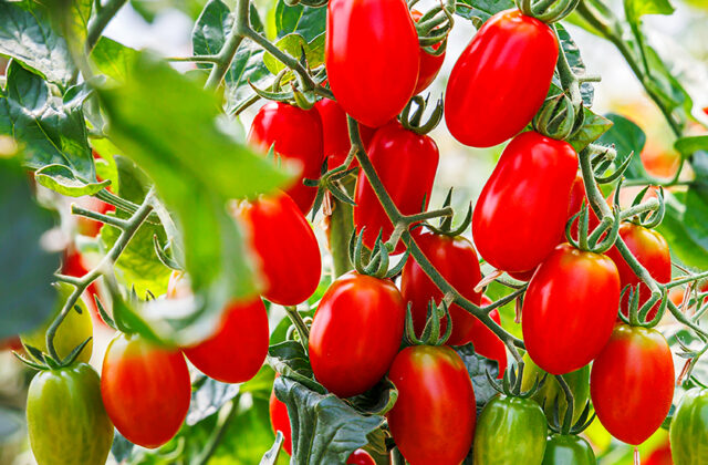 How To Grow Roma Tomato