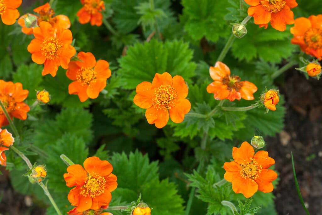 Chilean Avens_How to Grow Geums