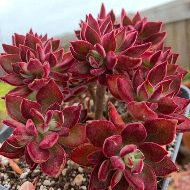 How to Grow Echeveria - The Gardeners Planet