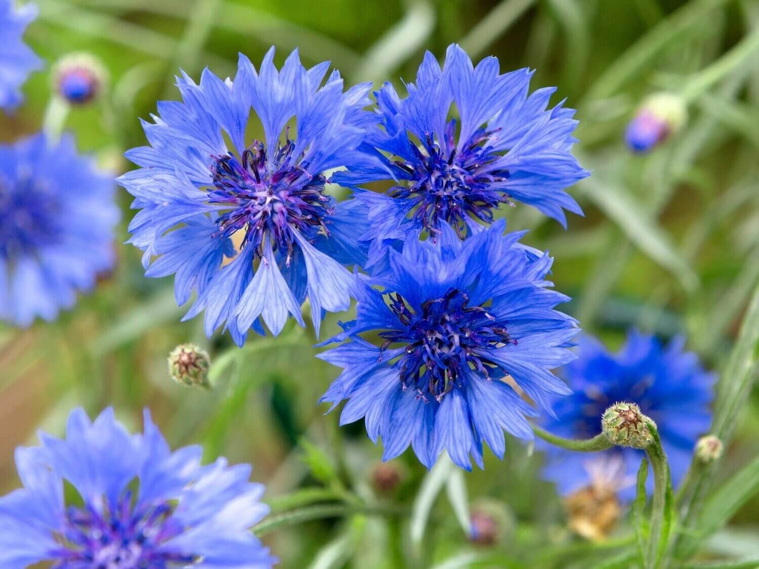 How to Grow Cornflowers The Gardeners