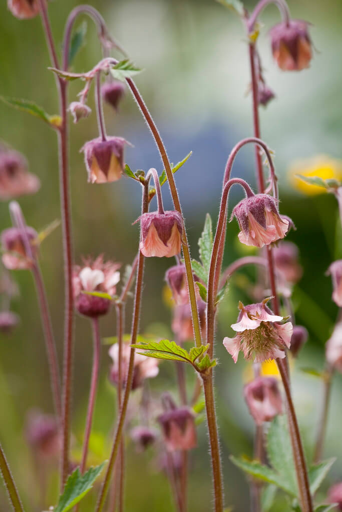 Water Avens_How to Grow Geums