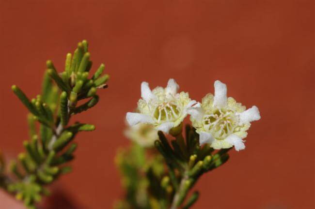 Chamelaucium Brevifolium