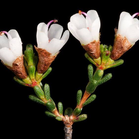 Chamelaucium Pauciflorum_How to Grow Wax Flower