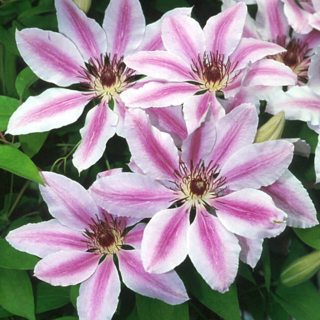 'Nelly Moser'_How to Grow Clematis