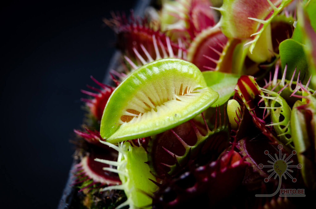 Fused Tooth_How to Grow Venus Fly Trap