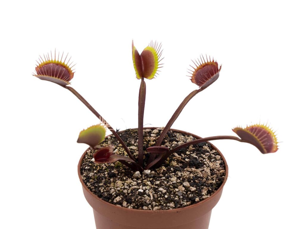 Green Dragon_How to Grow Venus Fly Trap