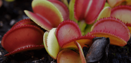 Microdent_How to Grow Venus Fly Trap