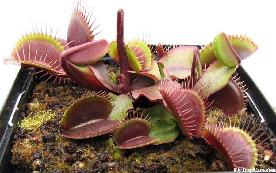 Red Burgundy_How to Grow Venus Fly Trap