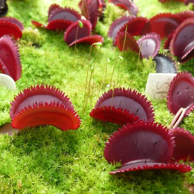 Scarlet Bristle_How to Grow Venus Fly Trap
