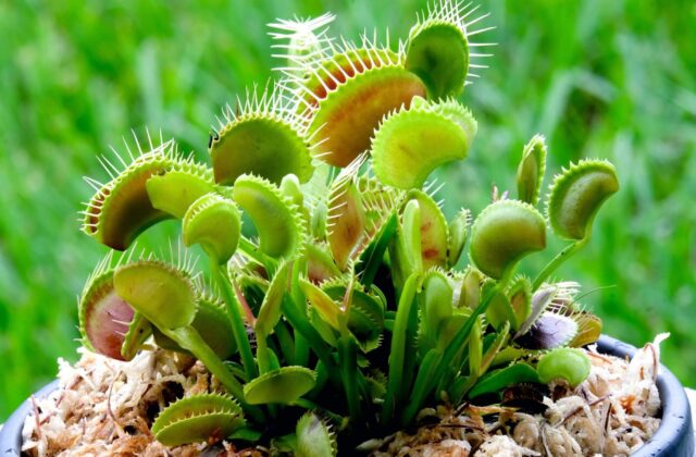 How to Grow Venus Fly Trap