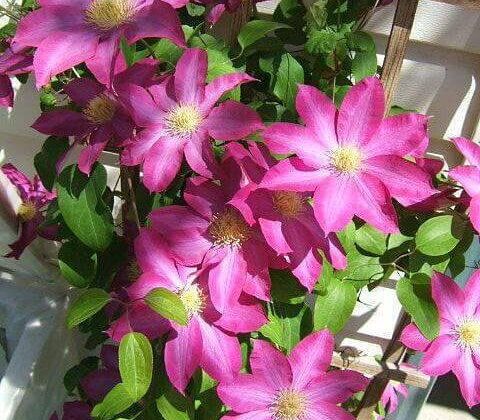 How to grow Clematis