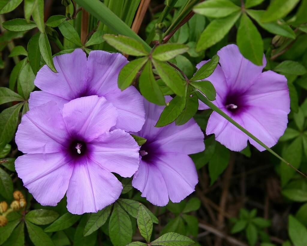 Ipomoea Cairica_How to Grow Morning Glory