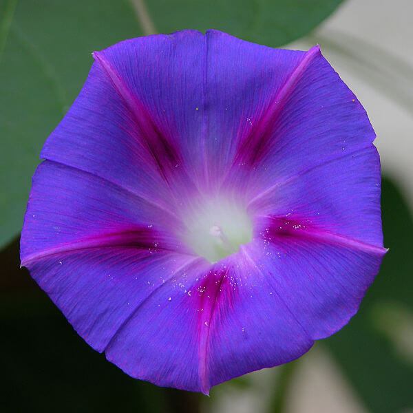 Ipomoea Costata_How to Grow Morning Glory