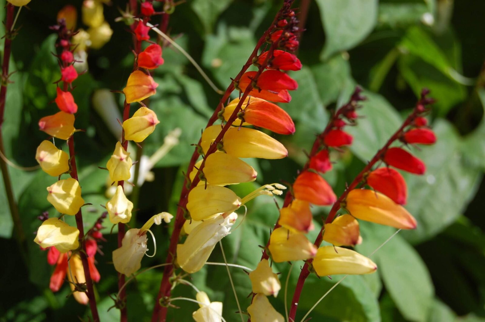 How to Grow Morning Glory (Ipomoea) - The Gardeners Planet