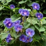 How to Grow Morning Glory (Ipomoea) - The Gardeners Planet