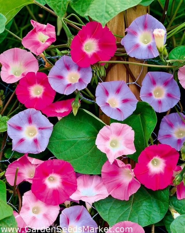 How to Grow Morning Glory (Ipomoea) - The Gardeners Planet