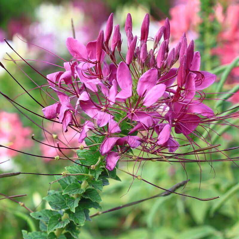 Cleome spinosa