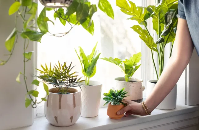 House Plants to Grow on a Windowsill