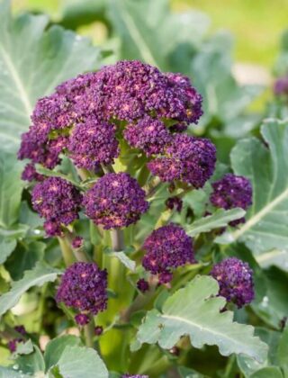 How to Grow Purple-Sprouting Broccoli