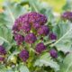 How to Grow Purple-Sprouting Broccoli