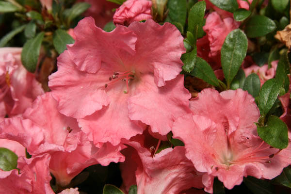 Rhododendron 'Gumpo' hybrids