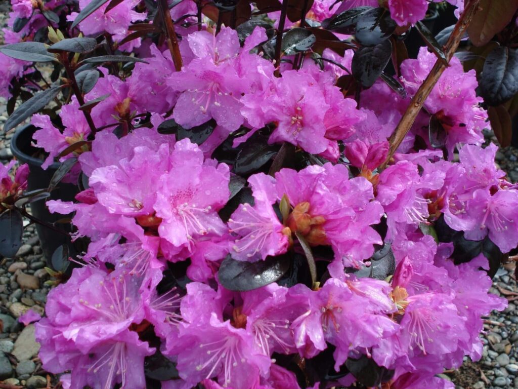 Rhododendron 'PJM' hybrids