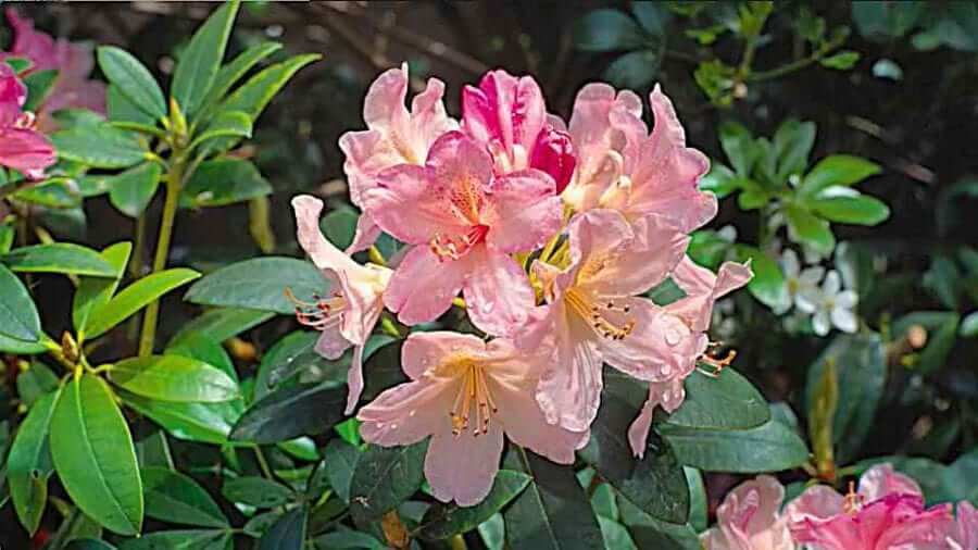 Rhododendron obtusum (Kurume Azalea)_How to Grow Azaleas