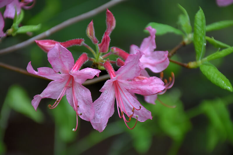 Rhododendron prinophyllum (Roseshell Azalea)_How to Grow Azaleas