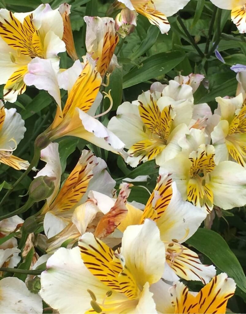 Alstroemeria 'Apollo'_How to Grow Alstroemeria