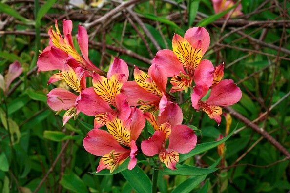 Alstroemeria 'Bonanza'