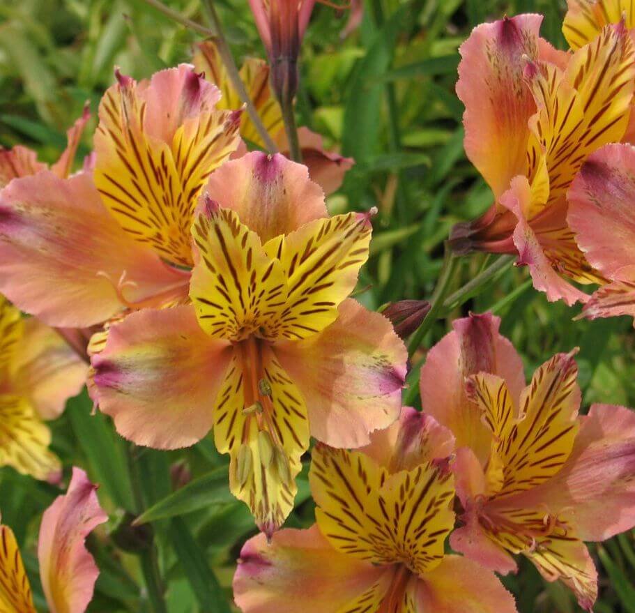 Alstroemeria 'Butterscotch'